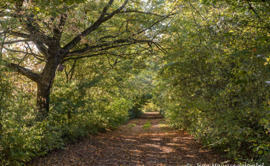 Vesprée gallo - Dimanche 1er mars 2026